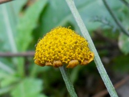 Cota tinctoria / Camomilla per tintori